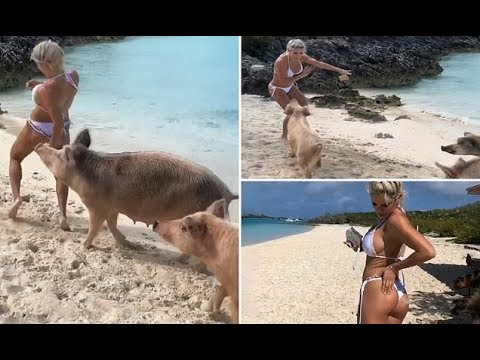 Pig bites Venezuelan fitness model's bum during beach holiday – Daily News