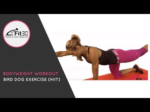 Bird Dog Exercise (HIIT) 7 minute fitness