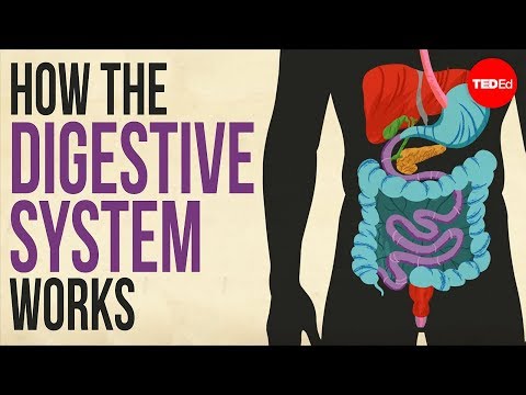 How your digestive system works – Emma Bryce