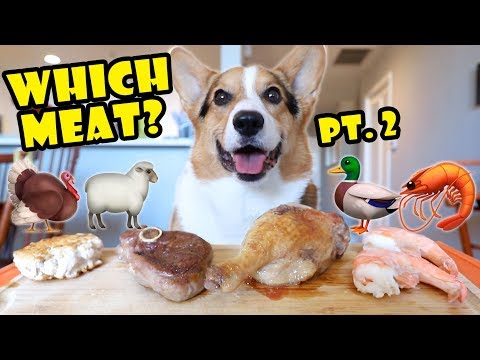 Which Meat Does My Corgi Dog Prefer? Pt. 2 Lamb, Duck, Turkey, Shrimp || Life After College: Ep. 644