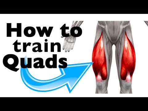 How to: Train the Quadricep Femoris (+9 gym exercises & scientific studies)