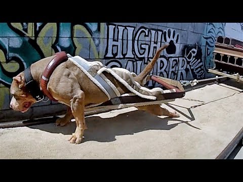 Ultimate Strongest Dogs – Worlds Most Powerful Dogs