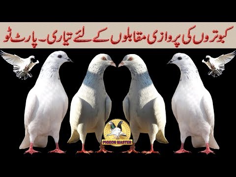 HOW TO PREPARE PIGEONS FOR COMPETITION PART TWO