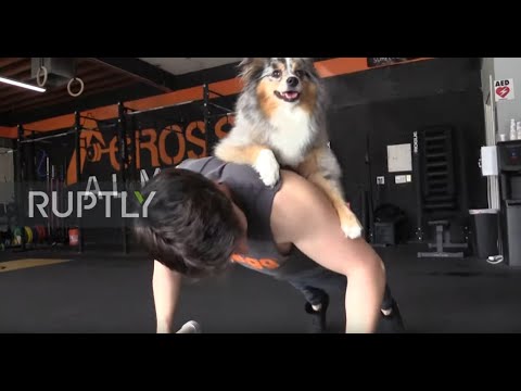 Dog and owner get into PAWfect shape with joint workout regimen
